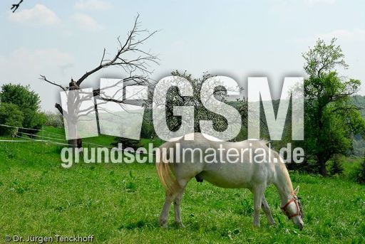 Reitpferde (1 von 11).jpg